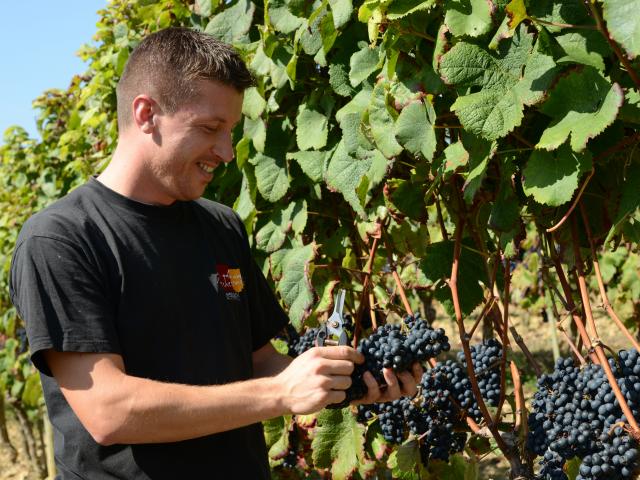 1homme-vendanges-vigne-raison-patrice-thbault.jpg