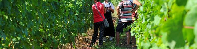 Vigne Groupe Patrice Thebault