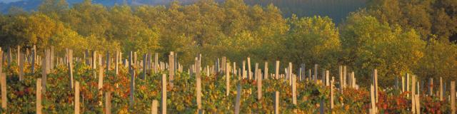 vignes-marciac-automne-michel-carossio.jpg