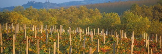 vignes-marciac-automne-michel-carossio.jpg