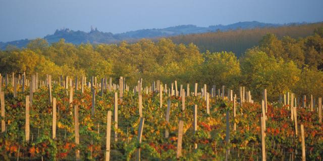 vignes-marciac-automne-michel-carossio.jpg