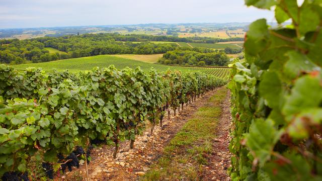 vignoble-madiran-vignes-otpva.jpg