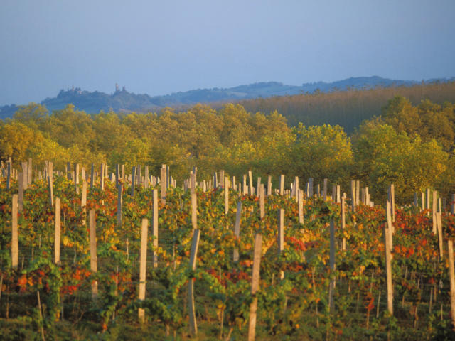 vignes-marciac-automne-michel-carossio.jpg