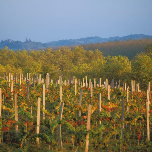 vignes-marciac-automne-michel-carossio.jpg