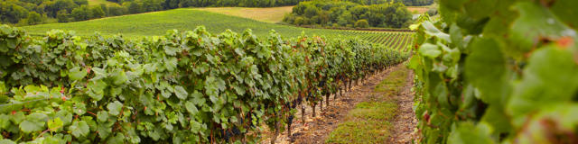 vignoble-madiran-vignes-otpva.jpg