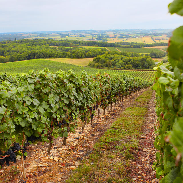 vignoble-madiran-vignes-otpva.jpg