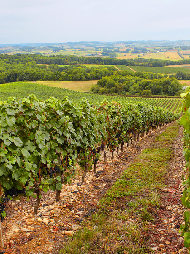 vignoble-madiran-vignes-otpva.jpg