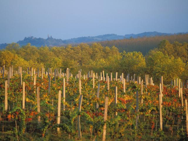 Vignes Marciac Automne © Michel Carossio