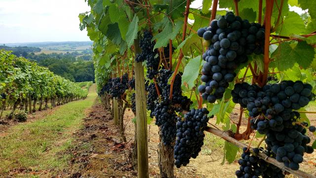 vignoble-saint-mont-rang-trave-de-vignes-2-otpva-murielle-datola.jpg