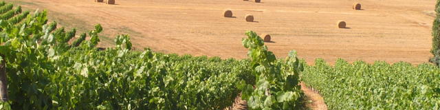 vignoble-saint-mont-vignes-j-jourdon.jpg