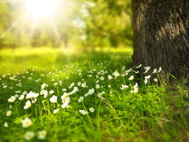 spring-pixabay-diffusion-interdite.jpg