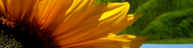 tournesol-3-photo-libre-utilisation-diffusion-interdite.jpg