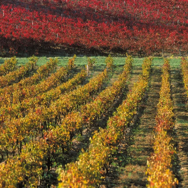 Vignes cotes De Gascogne